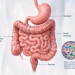 What Is Gut Health